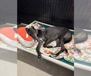 Rolo - Male Greyhound Dog for Adoption - Photo #4