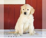 Small Photo #2 Golden Retriever Puppy For Sale in MANHEIM, PA, USA