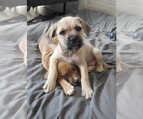 Medium Photo #5 American Pit Bull Terrier-Bulldog Mix Puppy For Sale in Raleigh, NC, USA