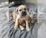 Small #4 American Pit Bull Terrier-Bulldog Mix