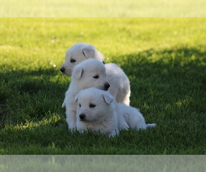 German Shepherd Dog Litter for sale in ELOY, AZ, USA