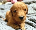 Small Photo #2 Goldendoodle Puppy For Sale in AUSTIN, TX, USA