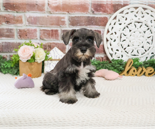 Medium Photo #4 Schnauzer (Miniature) Puppy For Sale in SYRACUSE, IN, USA