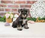 Small #3 Schnauzer (Miniature)