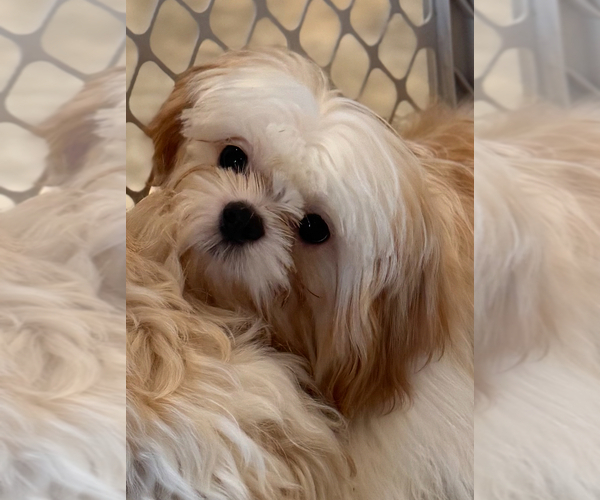 Medium Photo #5 Shih Tzu Puppy For Sale in CANOGA, NY, USA