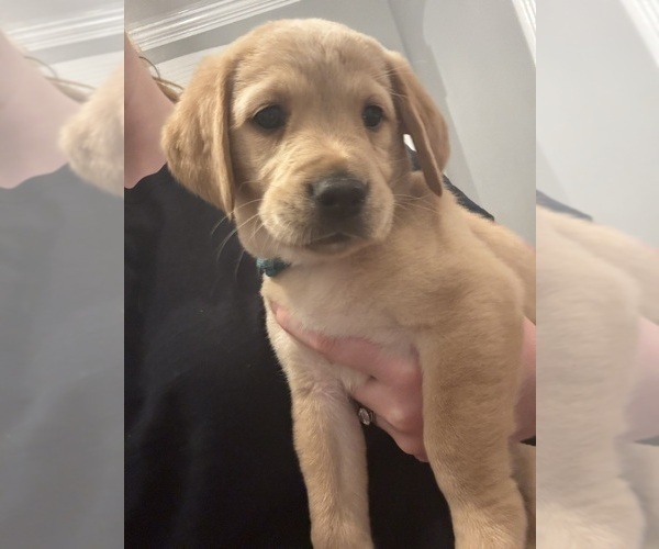 Medium Photo #1 Golden Labrador Puppy For Sale in COLUMBUS, NJ, USA