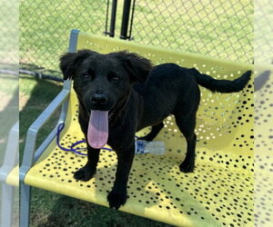 Collie-Unknown Mix Dogs for adoption in Temple, TX, USA