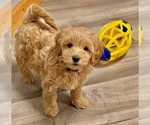 Puppy 7 Goldendoodle (Miniature)