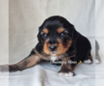 Small #2 Miniature Australian Shepherd