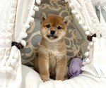 Small Shiba Inu