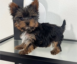 Yorkshire Terrier Puppy for Sale in WEST FARGO, North Dakota USA