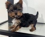 Image preview for Ad Listing. Nickname: Lilo