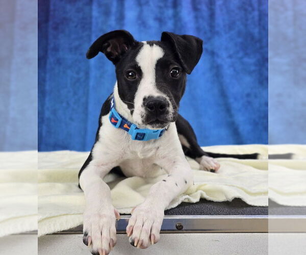 Medium Photo #6 Pointer-Unknown Mix Puppy For Sale in Lakewood, CO, USA