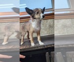 Puppy Sven Shetland Sheepdog