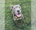 Small #1 Mutt