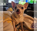 Small Photo #4 Chihuahua Puppy For Sale in Fargo, ND, USA