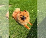 Small #1 Chow Chow