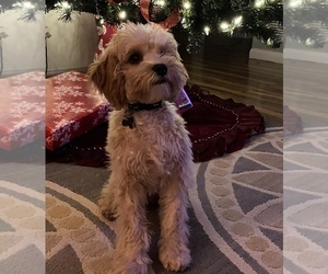 Cavapoo-Poodle (Toy) Mix Puppy for sale in CROSSVLE, TN, USA