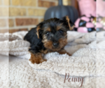 Small #4 Yorkshire Terrier