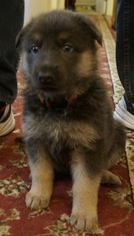 German Shepherd Dog Puppy for sale in UTICA, MI, USA
