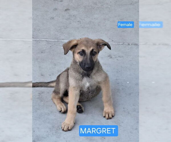 Medium Photo #1 German Shepherd Dog Puppy For Sale in Stockton, CA, USA
