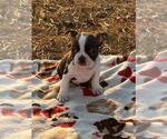 Small Photo #29 Boston Terrier Puppy For Sale in MACON, GA, USA