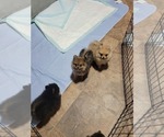 Small #8 Pomeranian