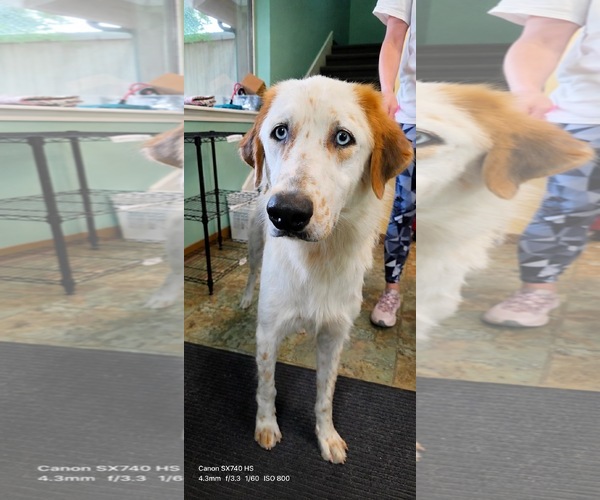 Medium Photo #6 English Setter-Great Pyrenees Mix Puppy For Sale in Houston, TX, USA