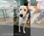 Small #5 English Setter-Great Pyrenees Mix