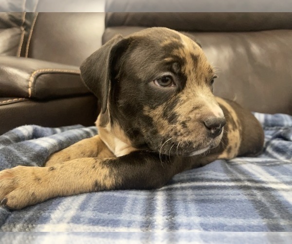 Medium Photo #81 American Bully Puppy For Sale in REESEVILLE, WI, USA