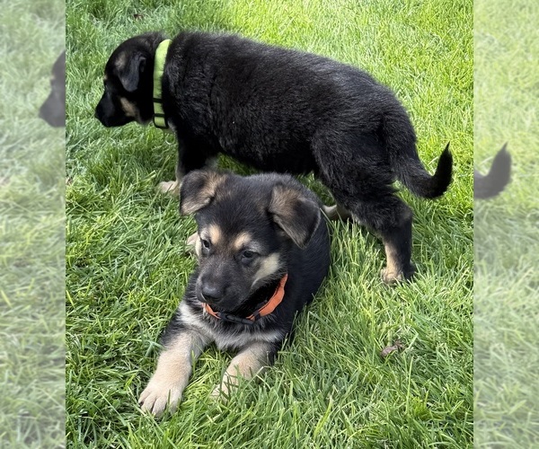 Medium Photo #7 German Shepherd Dog Puppy For Sale in BRIGHTON, CO, USA