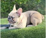 Small Photo #2 French Bulldog Puppy For Sale in PALM BAY, FL, USA