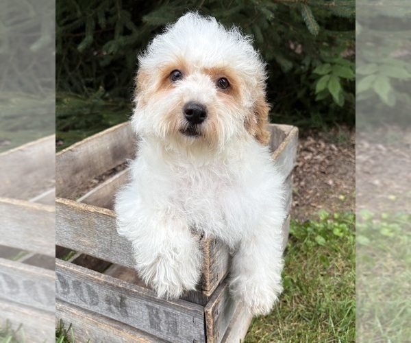 Medium Photo #3 Havapoo Puppy For Sale in MIDDLEBURY, IN, USA