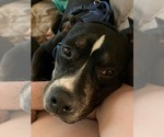 Small Photo #2 Bull-Boxer Puppy For Sale in Greensboro, NC, USA