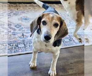Beagle Dogs for adoption in Batavia, OH, USA