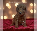 Small #7 Poodle (Standard)