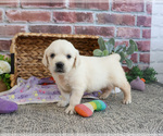 Small Golden Retriever
