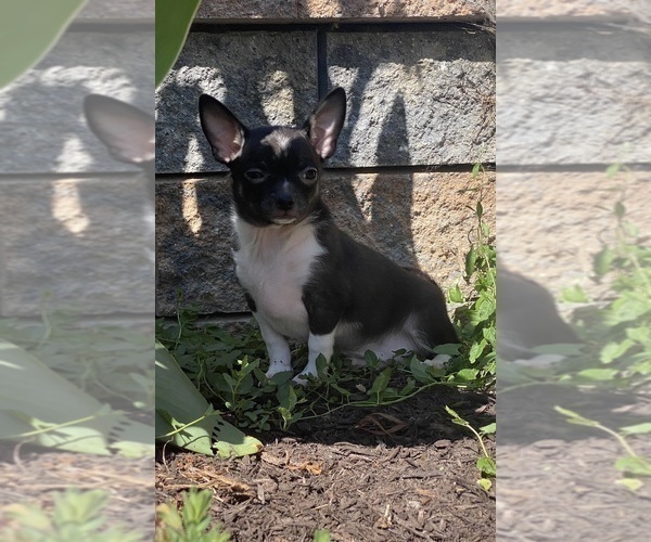 Medium Photo #7 Chihuahua Puppy For Sale in CANOGA, NY, USA