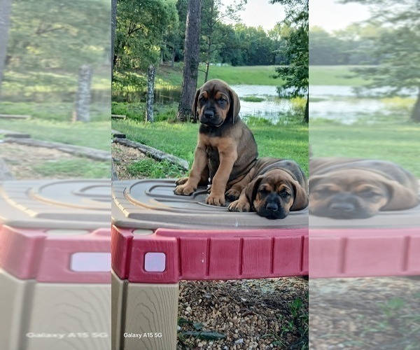 Medium Photo #4 Doberman Pinscher Puppy For Sale in BRANTLEY, AL, USA