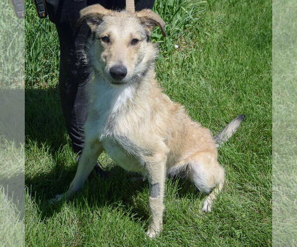 Medium Photo #3 Borzoi-Irish Wolfhound Mix Puppy For Sale in Huntley, IL, USA