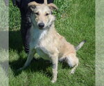 Small #2 Borzoi-Irish Wolfhound Mix