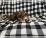 Small #1 Aussiedoodle