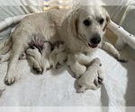 Small #16 English Cream Golden Retriever