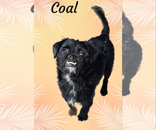 Medium Photo #3 Pugairn Puppy For Sale in Phelan, CA, USA