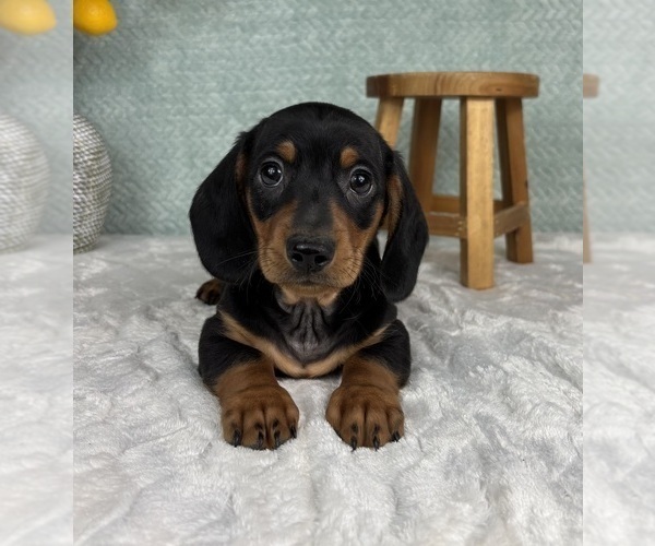 Medium Photo #1 Dachshund Puppy For Sale in FRANKLIN, IN, USA