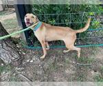 Small #2 Labrador Retriever Mix