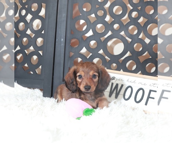 Medium Photo #1 Dachshund Puppy For Sale in MOUNT VERNON, OH, USA