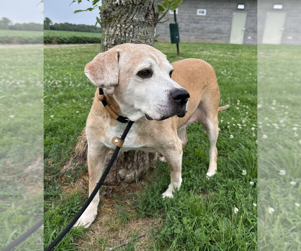 Medium Photo #4 Labrador Retriever Puppy For Sale in Evansville, IN, USA