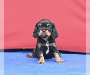 Cavalier King Charles Spaniel Puppy for sale in MILLERSBURG, OH, USA