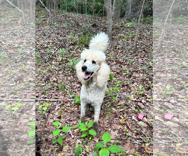 Medium Photo #6 Poodle (Standard) Puppy For Sale in Pacolet, SC, USA